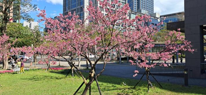 圖3. 市府周邊櫻花盛開。