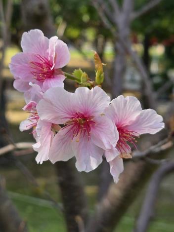 圖1. 色澤呈柔和淡粉色大漁櫻的花朵姿態