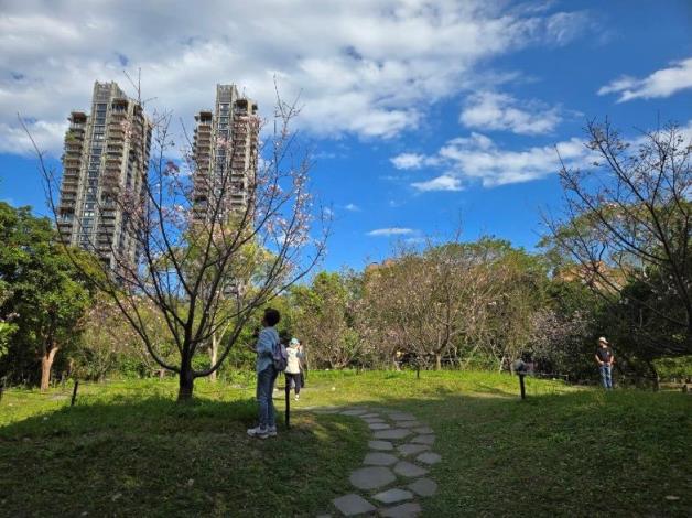 圖2. 公園內大漁櫻花朵正準備綻放