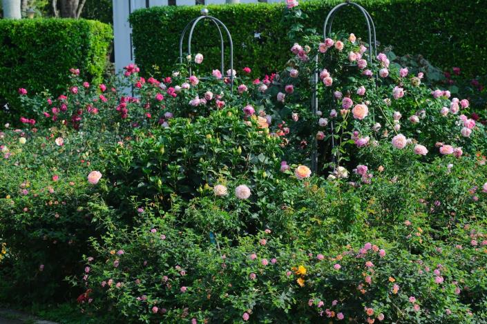 圖2：臺北玫瑰園五彩區