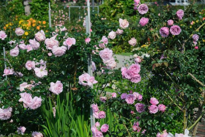 圖8：月夜光影＆情歌