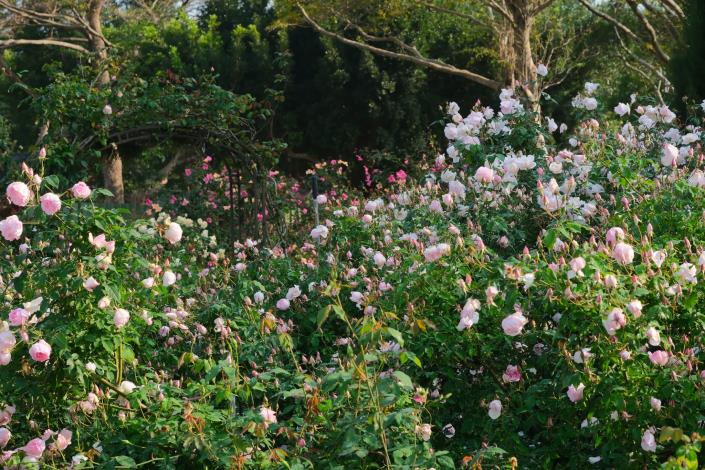 圖1：臺北玫瑰園花海區-櫻鏡