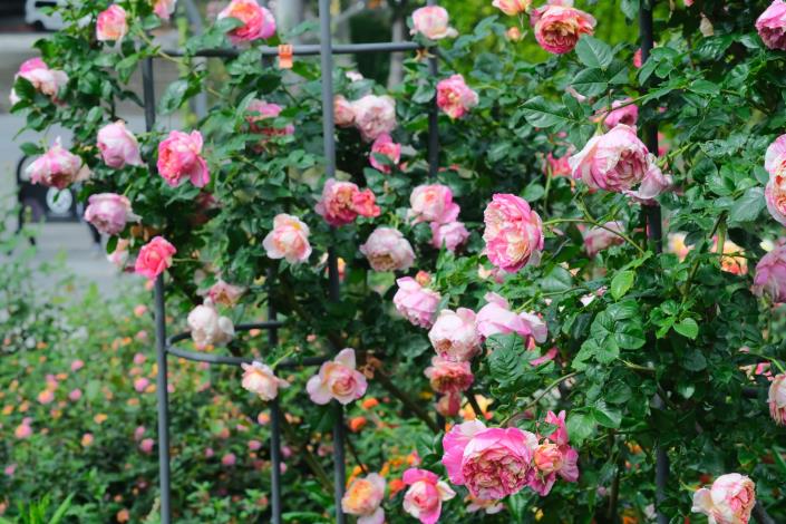 圖7：愛德華馬內