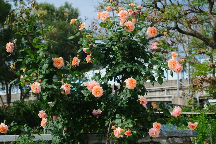 圖4. 秘密花園區石牆右側盛開的維爾西尼(Versigny)花色橙粉色與鮭魚顏色相近.JPG