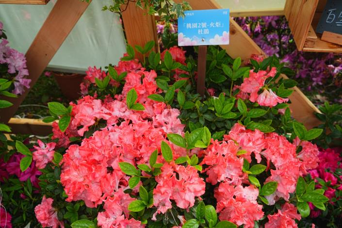 圖4.大安森林公園「拾花號」花屋內的桃園2號杜鵑鮭魚紅色相當吸睛.JPG