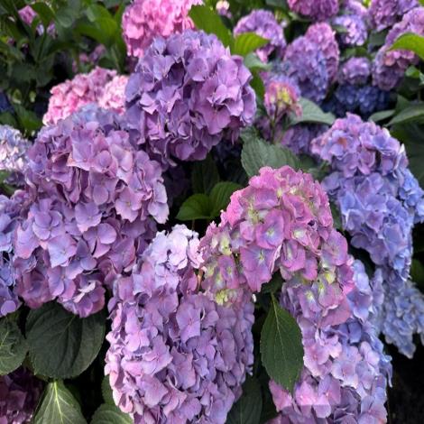 圖20.大安森林公園杜鵑花心心繡球花-藍繡