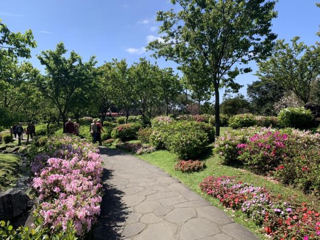 圖9.陽明公園杜鵑花景(照片攝於1150311)