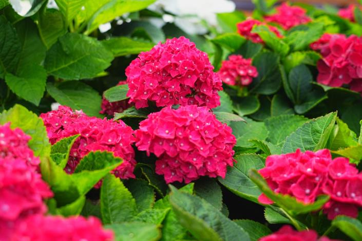 圖16.大安森林公園杜鵑花心心繡球花-皇家紅ROYAL RED.JPG