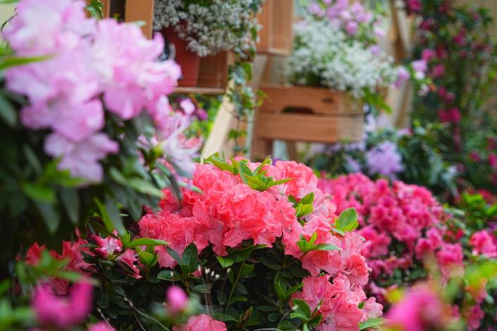 圖3.大安森林公園「拾花號」花屋內有各種不同花色風貌的杜鵑等你來探索.JPG