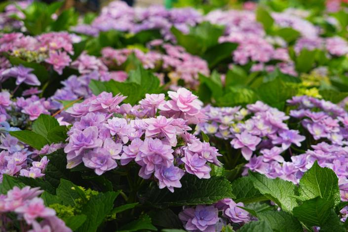 圖15.大安森林公園杜鵑花心心繡球花-弗洛利亞FLORIA.JPG