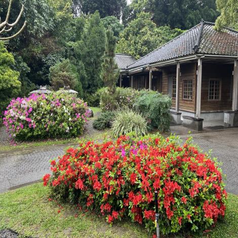 圖8.花博公園園山園區杜鵑花景-五福杜鵑(照片攝於1150310).JPG