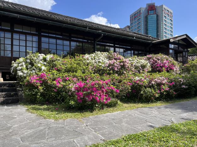 圖7.逸仙公園史蹟館周邊杜鵑花景(照片攝於1150316)