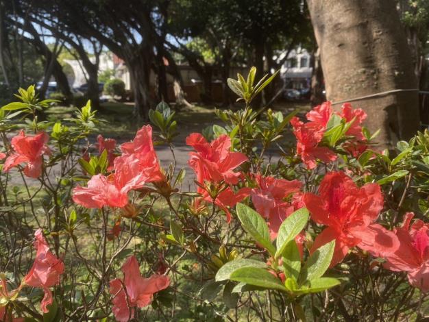 圖4.平戶杜鵑-大紅，橘紅色花朵如暖陽般明媚，熱烈璀璨。