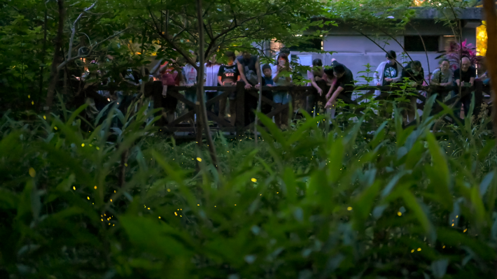 圖2. 榮星花園公園夜間閃閃發光(歷年活動照片)