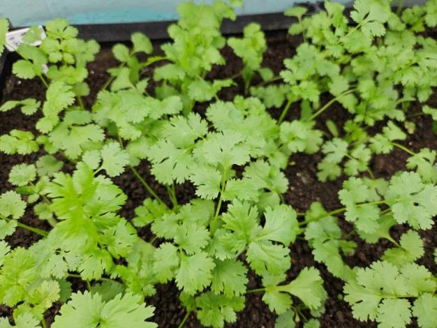 圖2 綠屋頂菜園使用土壤改良劑，種植的植栽也生長茂盛