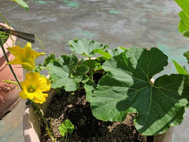 圖3 種植在綠屋頂上的南瓜