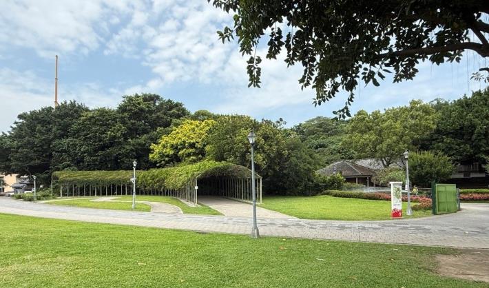 圖10梔子花、紫藤花及皋月杜鵑串聯成為市民與遊客近期關注的賞花新秘境。