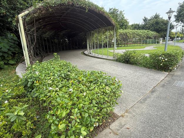 圖2梔子花為圓山公園在初夏新增一抹耀眼的白色光芒。