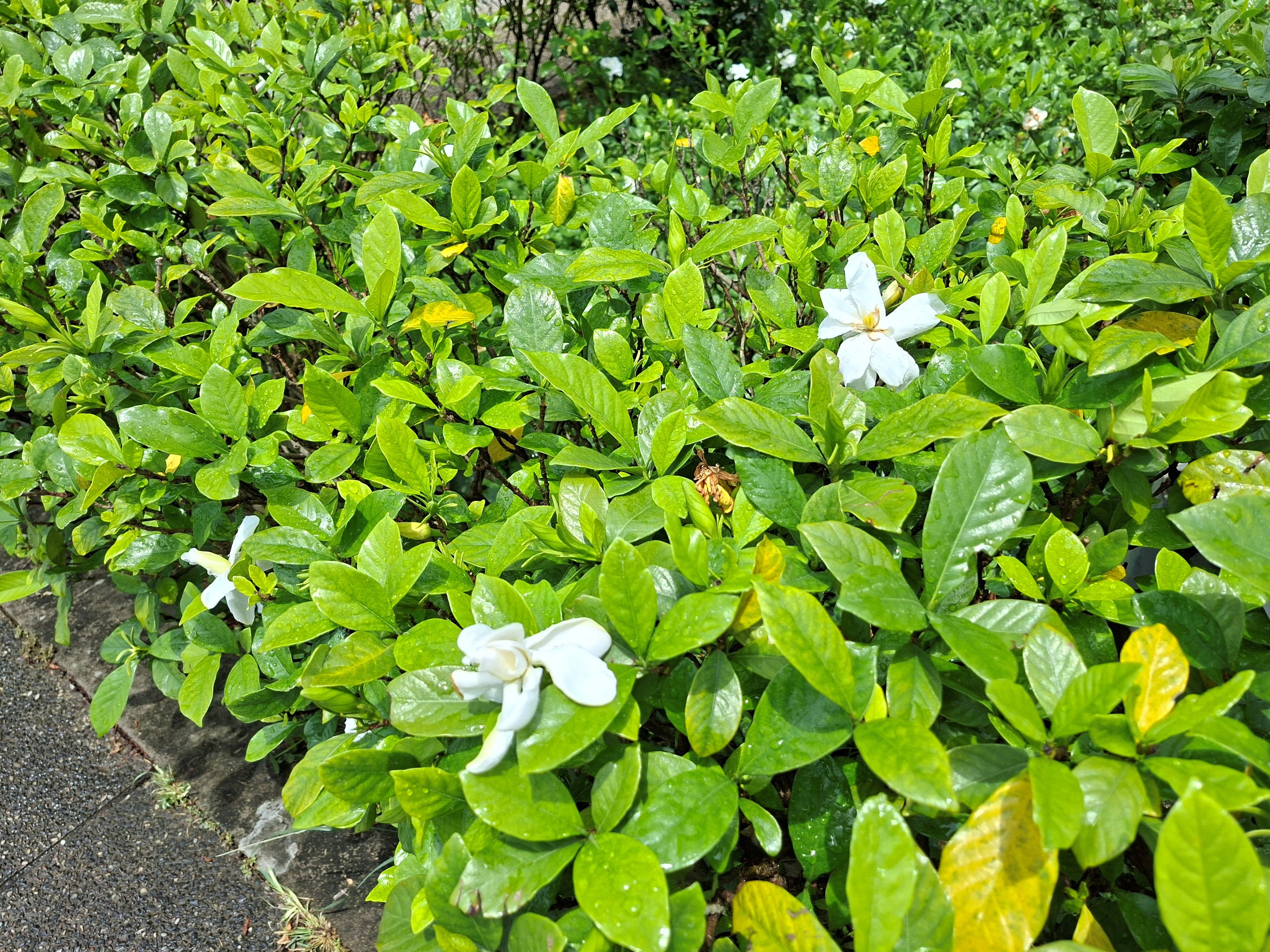 圖3梔子花是在夏日盛開純白、濃香且帶點清涼味的優雅花朵。