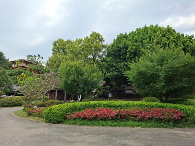 圖9皋月杜鵑與周邊日式建築相互輝映，構成一幅獨特的初夏風情畫。