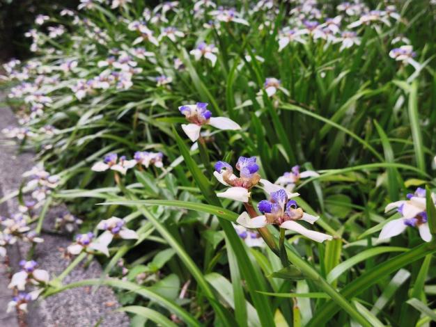 (圖片8) 士林206號綠地巴西鳶尾整片盛開。