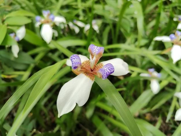 (圖片3)蘭雅1號公園巴西鳶尾特寫。