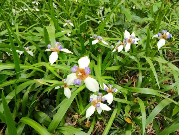(圖片4) 蘭雅1號公園巴西鳶尾近照。