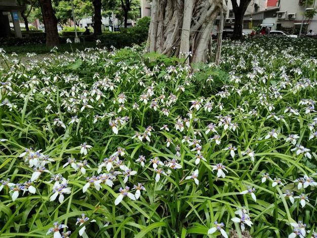 (圖片2) 蘭雅1號公園巴西鳶尾壯觀的花況。