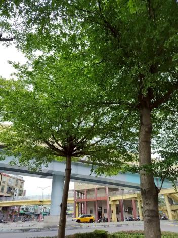 (圖12) 社區前方槽化島小葉欖仁正在生長新葉，在不同季節、氣候及光影變化帶來不同景觀感受