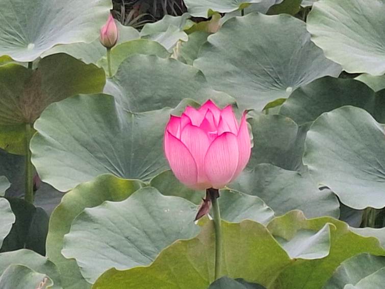 圖1.夏荷盛開美景