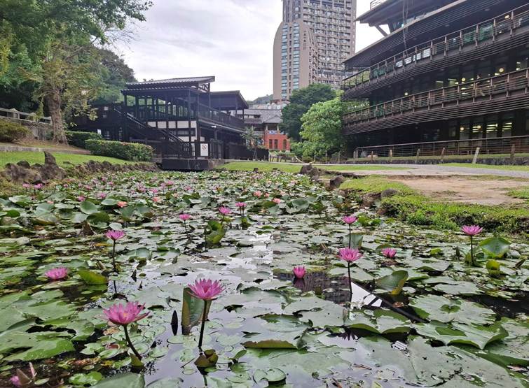 圖6. 宛如臺灣地形形狀之睡蓮池