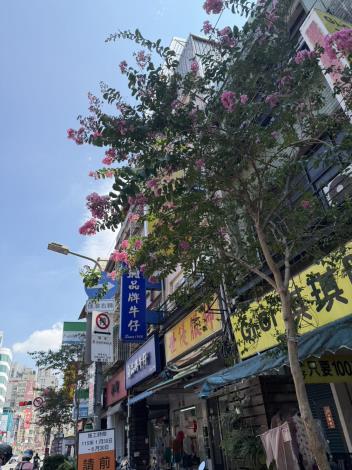 (圖片6) 西園路紫薇形塑街景風情