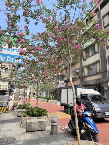 (圖片2)貴陽街紫薇搭配矮仙丹複層式花臺