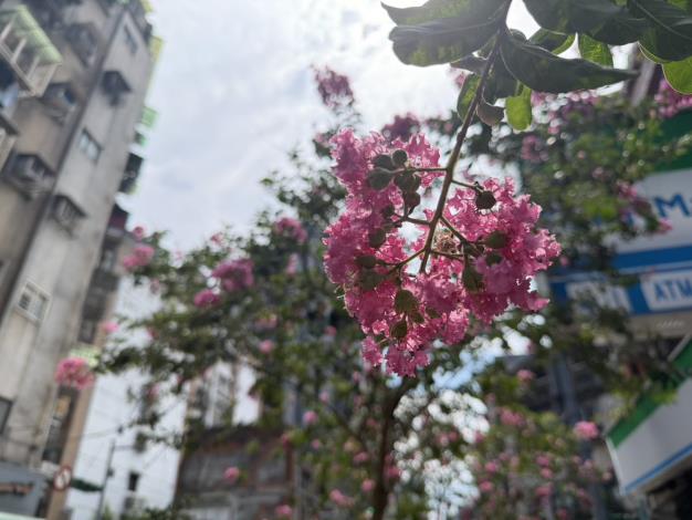 (圖片3)貴陽街桃粉色紫薇風情形塑浪漫