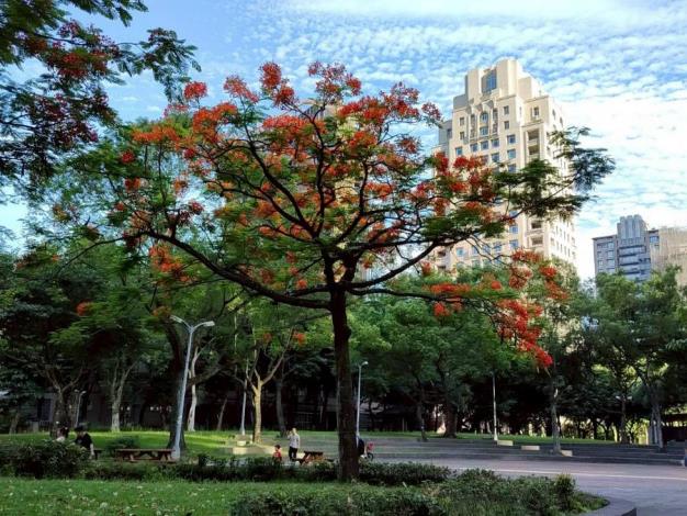 (圖25)安康公園有數株鳳凰木綻放火紅花朵，為城市角落妝點出浪漫而熱情的夏季色彩