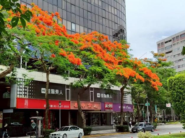 (圖9) 仁愛圓環鳳凰木盛開，濃烈花景交織成夏日最動人的城市風景