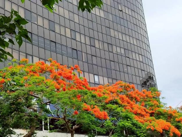 (圖10) 仁愛圓環鳳凰木盛開，濃烈花景交織成夏日最動人的城市風景