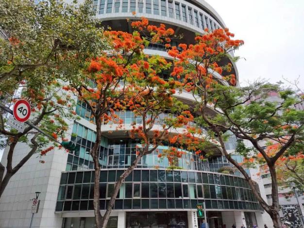 (圖7) 仁愛圓環鳳凰木盛開，濃烈花景交織成夏日最動人的城市風景