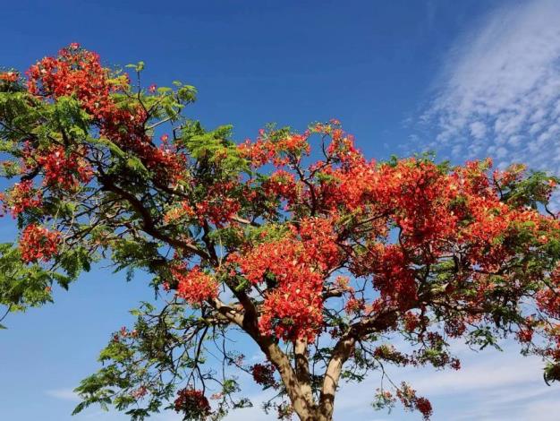 (圖19) 花博公園新生園區則以寬闊草地與花影相互映襯，呈現悠閒愜意的夏日氛圍
