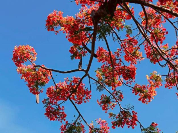 (圖12)鳳凰木花朵盛開時，枝頭彷彿燃起一片片紅雲，不僅展現夏季旺盛生命力，也象徵年輕學子即將展翅高飛、邁向人生下一段旅程