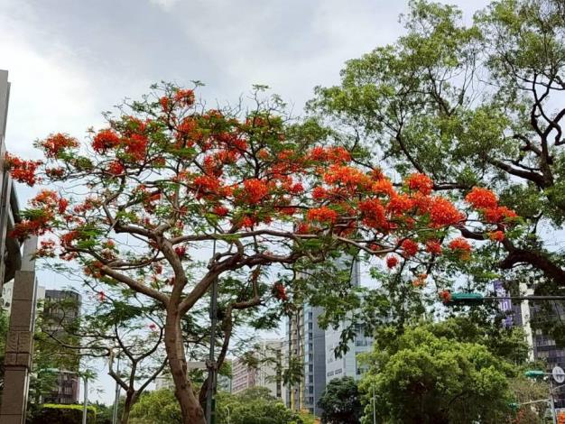 (圖6) 仁愛圓環鳳凰木盛開，濃烈花景交織成夏日最動人的城市風景