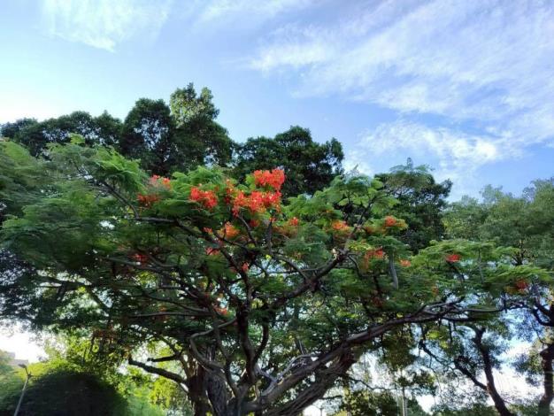 (圖26)青年公園有數株鳳凰木綻放火紅花朵，為城市角落妝點出浪漫而熱情的夏季色彩