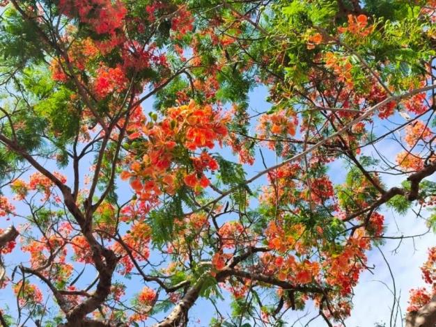 (圖11)鳳凰木花朵盛開時，枝頭彷彿燃起一片片紅雲，不僅展現夏季旺盛生命力，也象徵年輕學子即將展翅高飛、邁向人生下一段旅程
