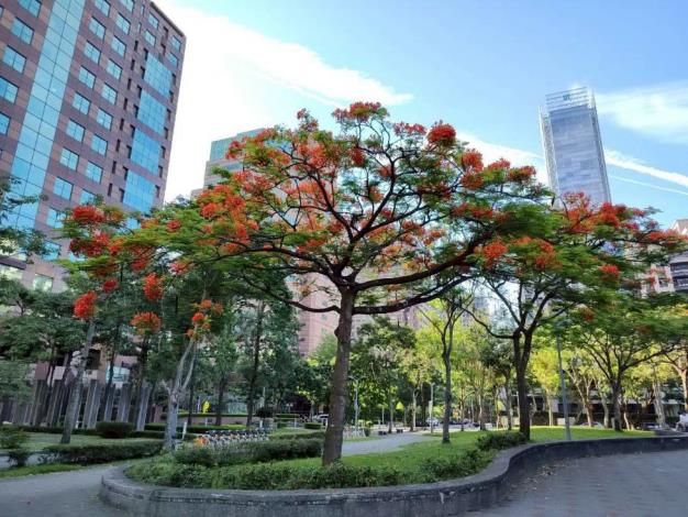 (圖21)安康公園有數株鳳凰木綻放火紅花朵，為城市角落妝點出浪漫而熱情的夏季色彩