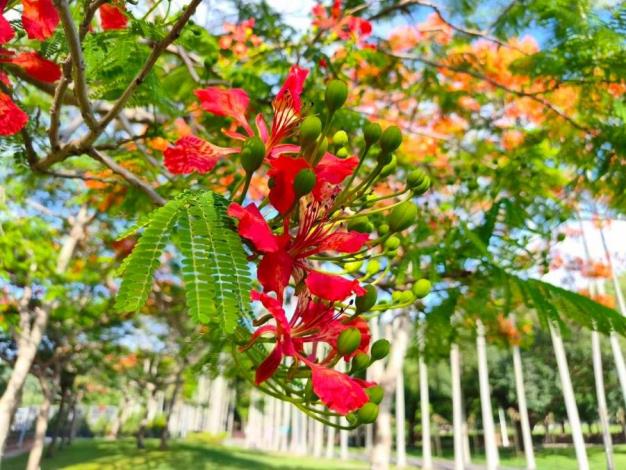 (圖30) 士林官邸公園鳳凰木已進入全面盛開期，濃烈花景交織成夏日最動人的城市風景