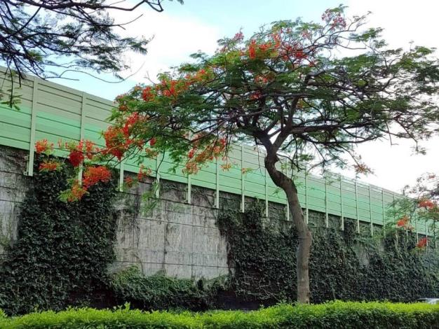 (圖23)水源路有數株鳳凰木綻放火紅花朵，為城市角落妝點出浪漫而熱情的夏季色彩