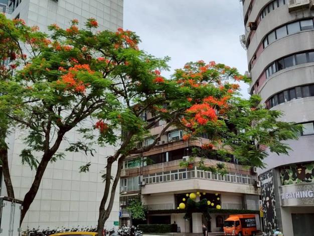 (圖4) 仁愛圓環鳳凰木盛開，濃烈花景交織成夏日最動人的城市風景
