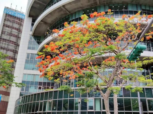 (圖3) 仁愛圓環鳳凰木盛開，濃烈花景交織成夏日最動人的城市風景