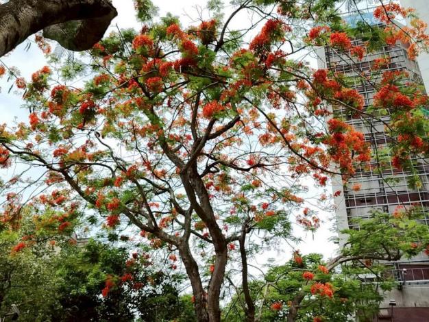 (圖2) 仁愛圓環鳳凰木盛開，濃烈花景交織成夏日最動人的城市風景