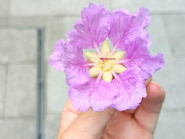 (圖17) 每朵花有6個花瓣，瓣緣呈不規則波浪鋸齒狀，花序為總狀花序或圓錐花序